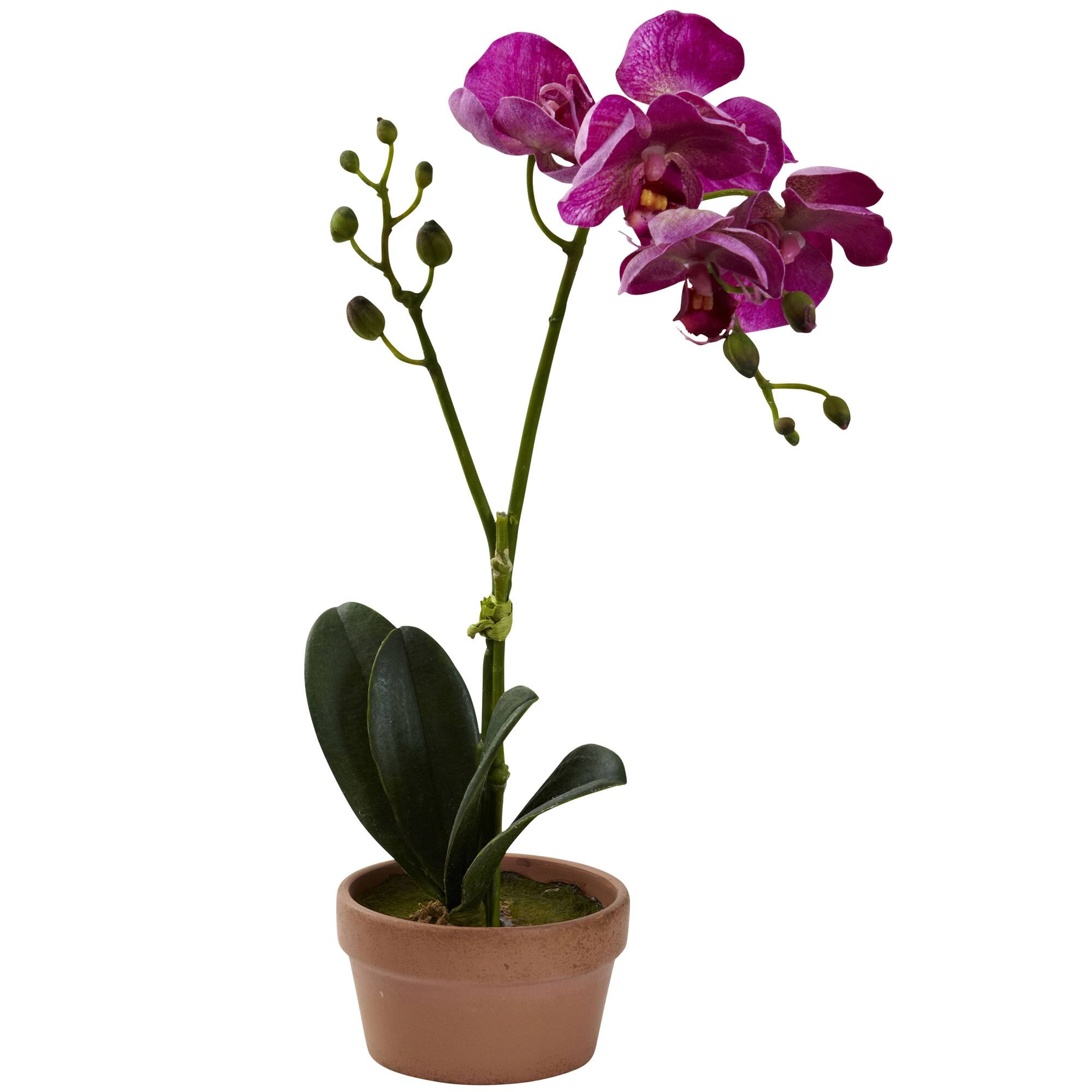 13" Orchid with Clay Vase, 4ct.